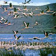 ����� ��������