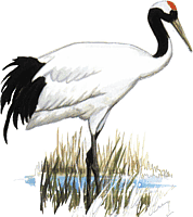 ����������� �������