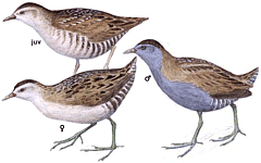 ����� �������