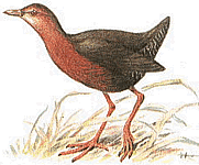 ����������� �������