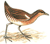 ���������� �������