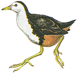 ���������� �������