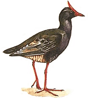 ������� ���������