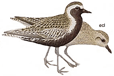 ������������ ���������� ������