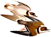 ��������������� ����