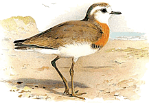 ���������� ����