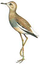 ����������� ��������