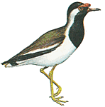 ���������� �����