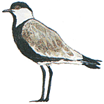 ��������� �����