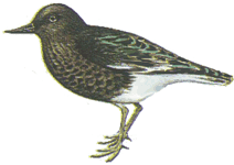 ������ ����������