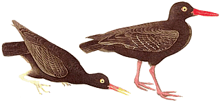 ������ �����-������