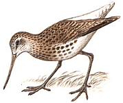 �������� ����