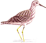 ������� ����