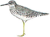 ���������� ����