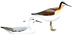 ������������ ���������