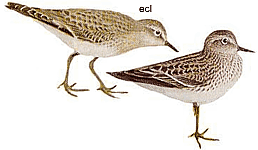 ��������-������