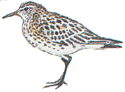 ���������� ��������