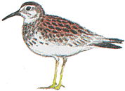 ������������ ��������