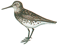 ������� ��������