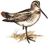 �������� �����