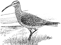 ����������� ��������