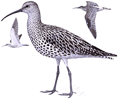 ����������� ��������