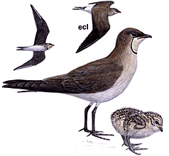 ������� ��������