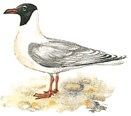 ���������� �����