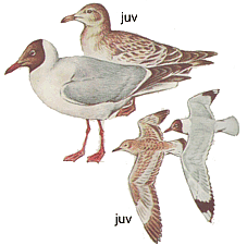 ����������� �����