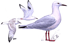 ������� �������