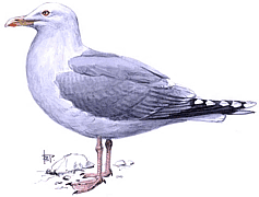 ����������� �����