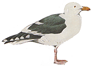 ������������� �����