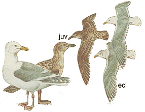 ���������� �����