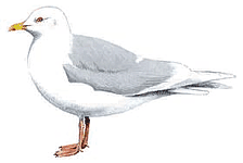 �������� �����