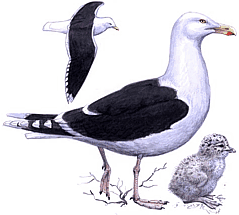 ������� �����