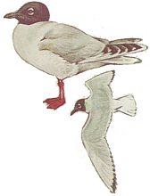 ��������� �����