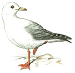 ����������� ���������