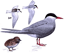 ��������� ������