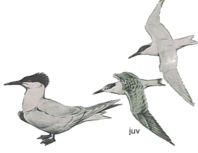 ����������� ������