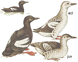 ������������� ������