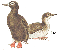 ������� ������