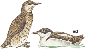 ������������ �����