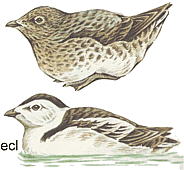 ������������� �����