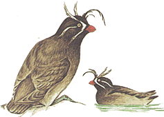 ����� ������