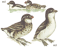 ������-������