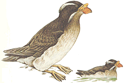 �����-�������