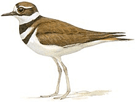 ������������� ����