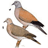 �������������� �������