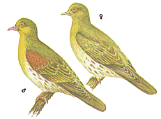 ������� ������