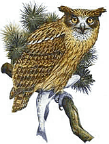 ������ �����